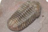 Austerops Trilobite From Jorf - Top Quality Specimen #213138-4